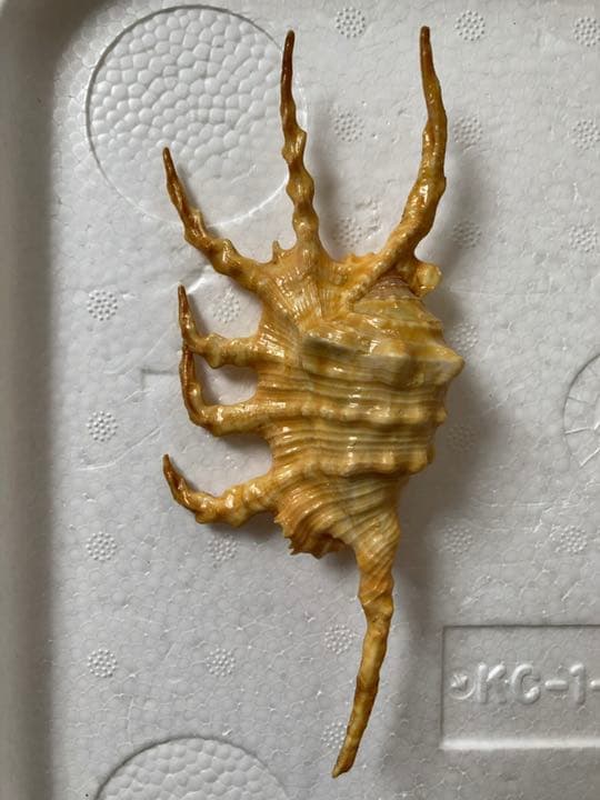 ⑤スイジガイ　クモガイ　小サイズ　石垣島