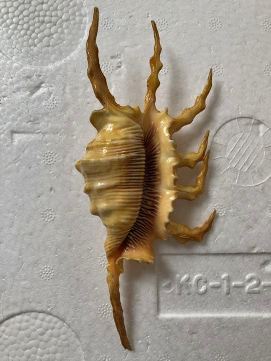 ⑤スイジガイ　クモガイ　小サイズ　石垣島