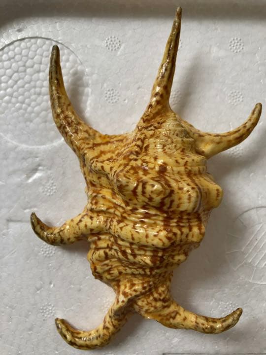 ⑤スイジガイ　クモガイ　小サイズ　石垣島