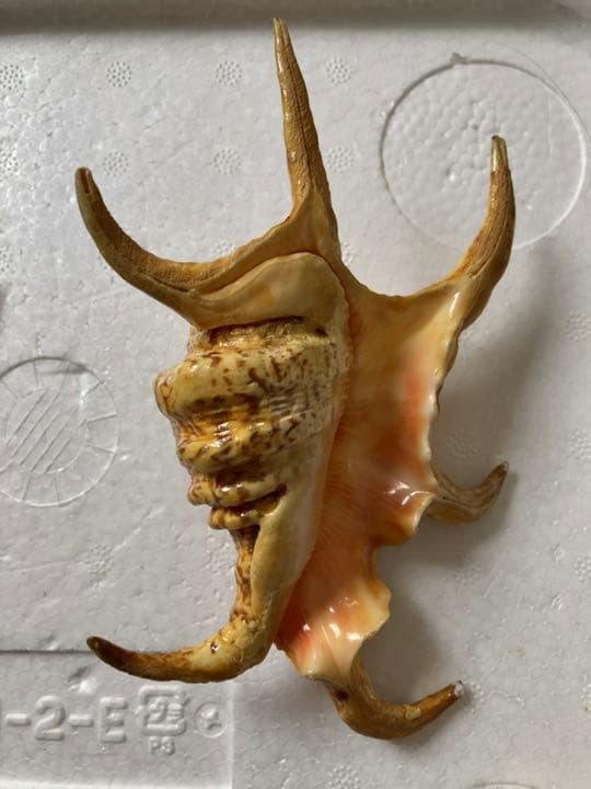 ⑤スイジガイ　クモガイ　小サイズ　石垣島