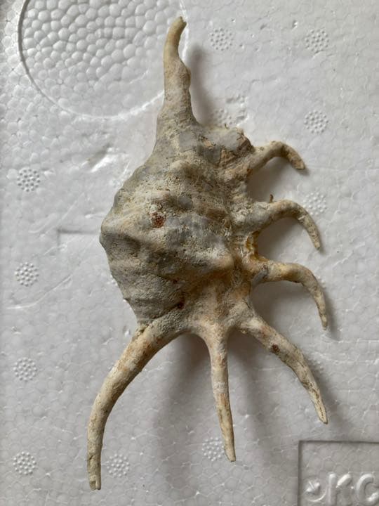 ⑤スイジガイ　クモガイ　小サイズ　石垣島