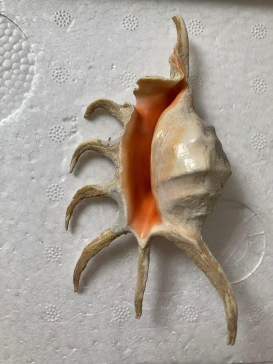 ⑤スイジガイ　クモガイ　小サイズ　石垣島