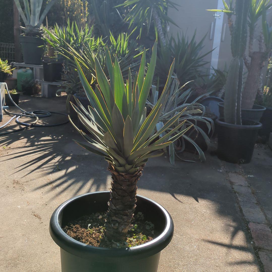 農家さん家(だるま) アツバキミガヨラン ドライガーデン アガベ　チタノタ