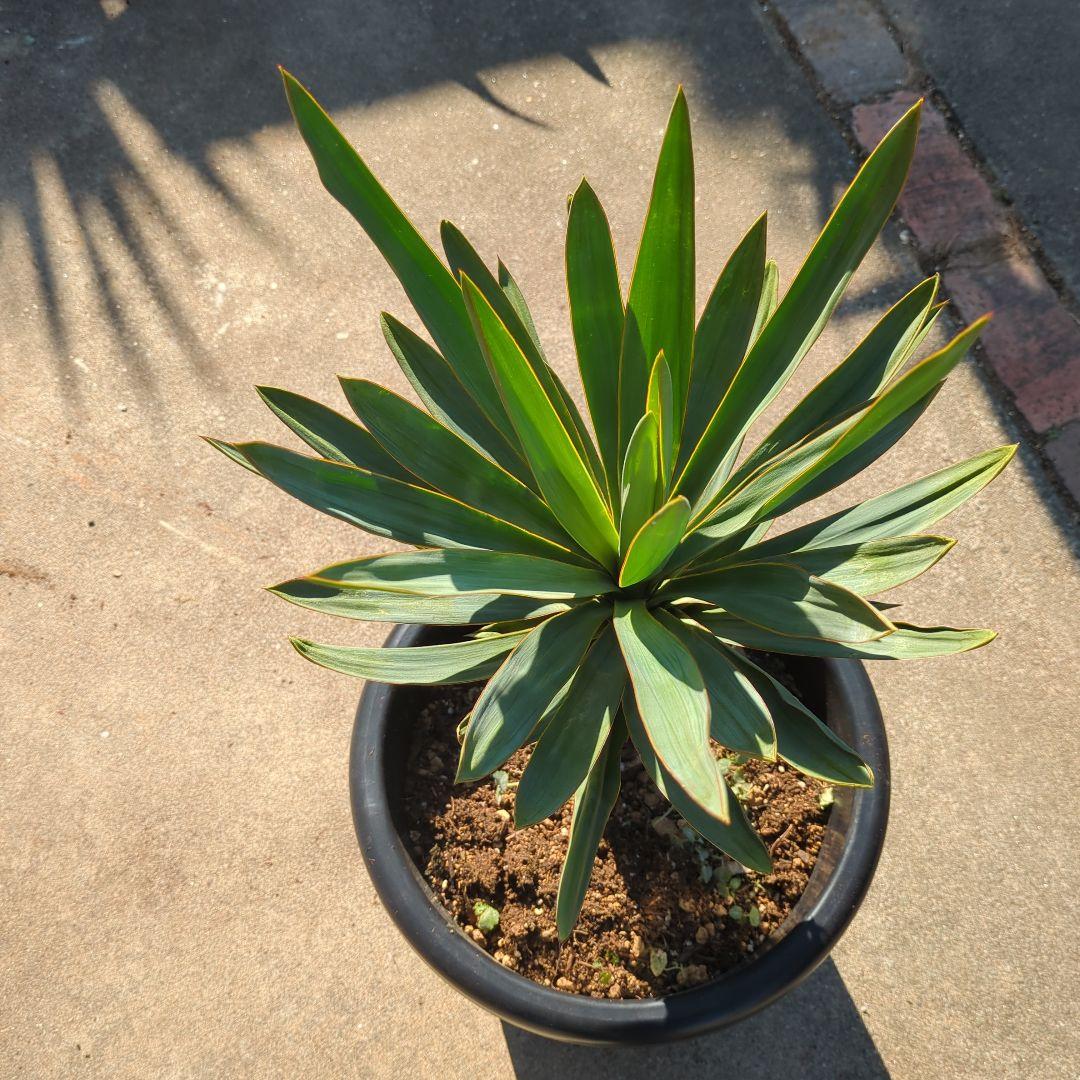 農家さん家(だるま) アツバキミガヨラン ドライガーデン アガベ　チタノタ