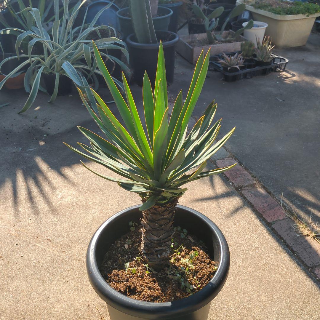 農家さん家(だるま) アツバキミガヨラン ドライガーデン アガベ　チタノタ