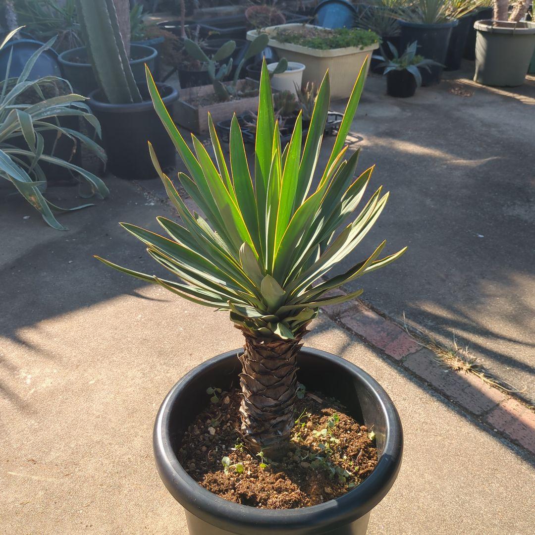 農家さん家(だるま) アツバキミガヨラン ドライガーデン アガベ　チタノタ