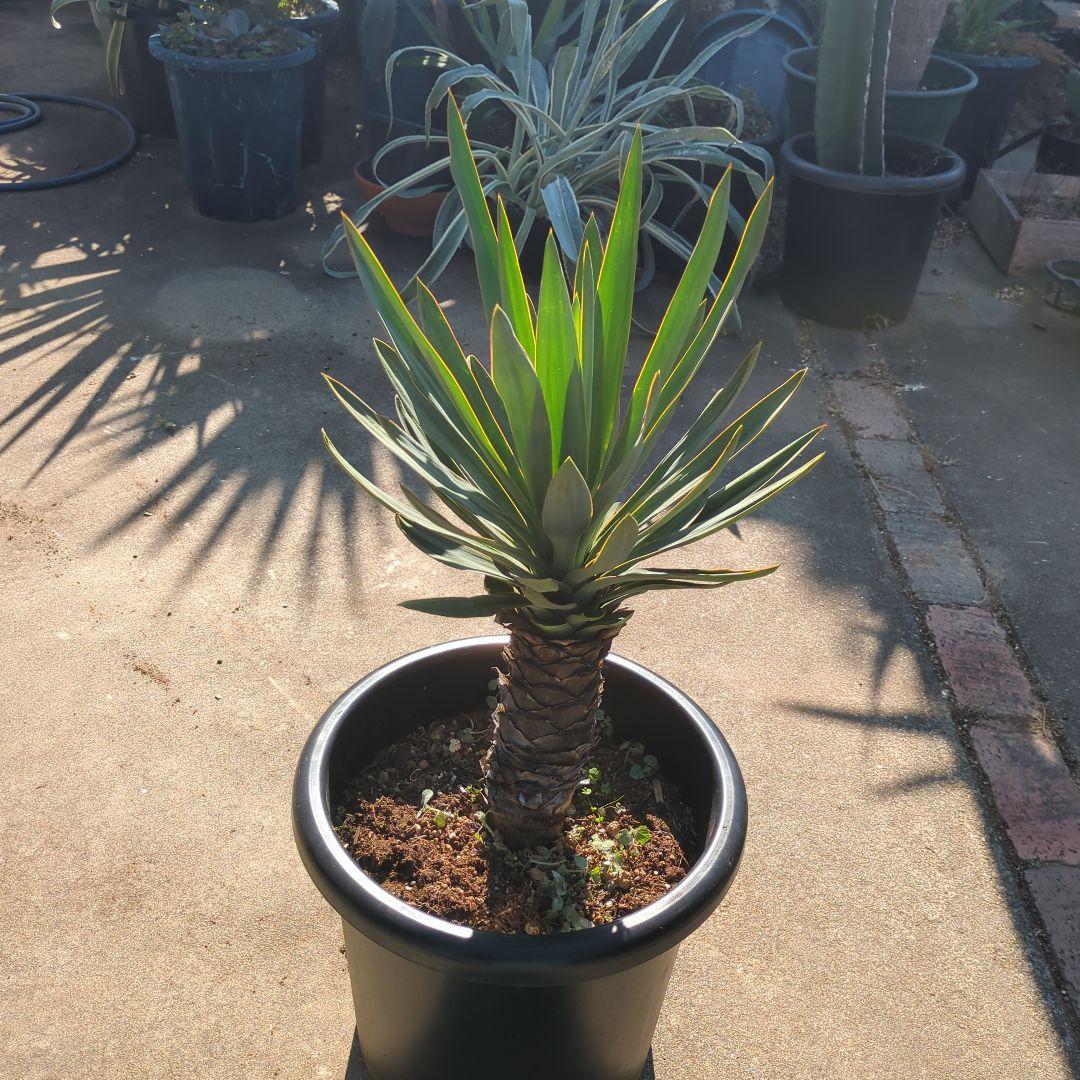 農家さん家(だるま) アツバキミガヨラン ドライガーデン アガベ　チタノタ