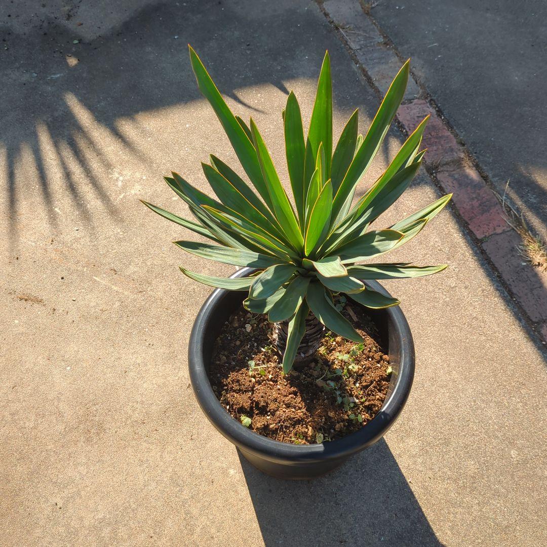 農家さん家(だるま) アツバキミガヨラン ドライガーデン アガベ　チタノタ