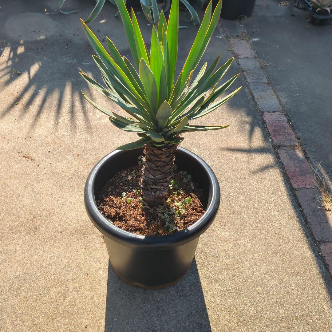 農家さん家(だるま) アツバキミガヨラン ドライガーデン アガベ　チタノタ