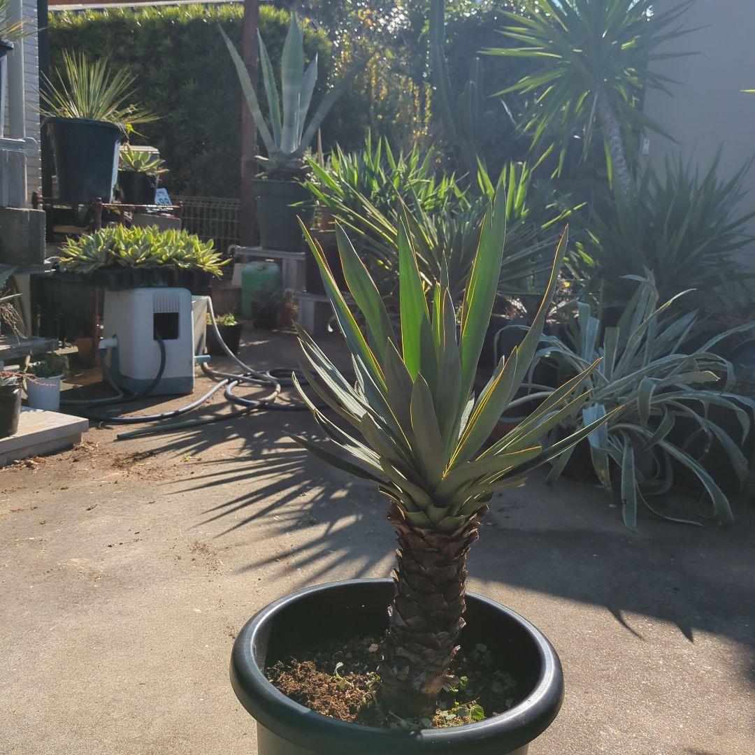 農家さん家(だるま) アツバキミガヨラン ドライガーデン アガベ　チタノタ