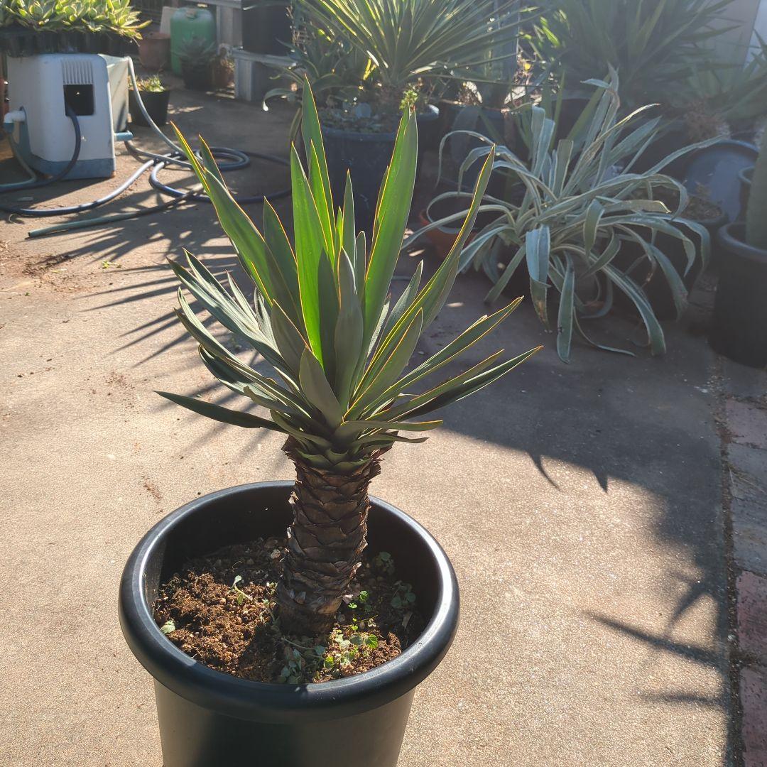 農家さん家(だるま) アツバキミガヨラン ドライガーデン アガベ　チタノタ