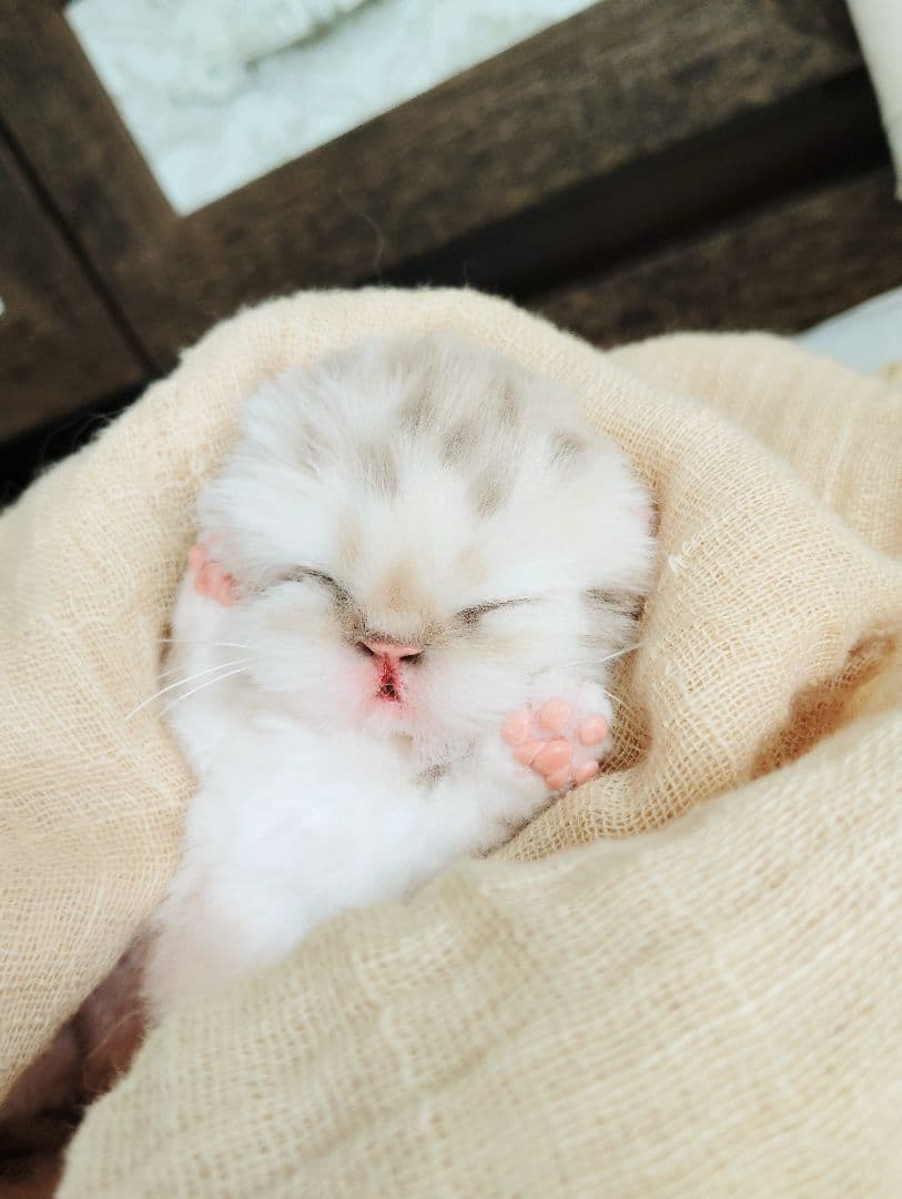 生後2日♡生まれたて♡スナネコベビー♡♡アートドール♡ぬいぐるみ♡