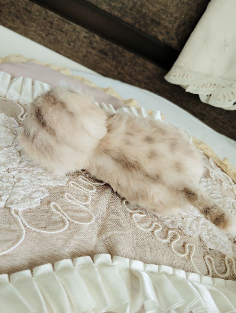 生後2日♡生まれたて♡スナネコベビー♡♡アートドール♡ぬいぐるみ♡