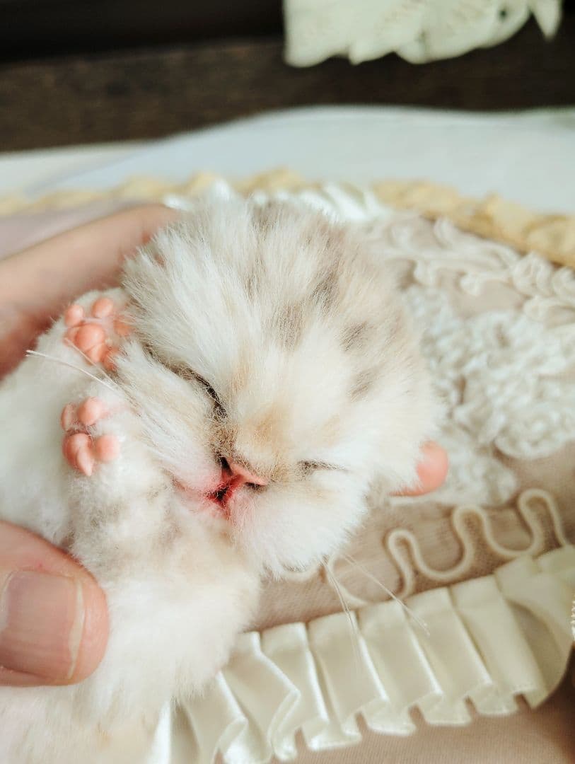 生後2日♡生まれたて♡スナネコベビー♡♡アートドール♡ぬいぐるみ♡