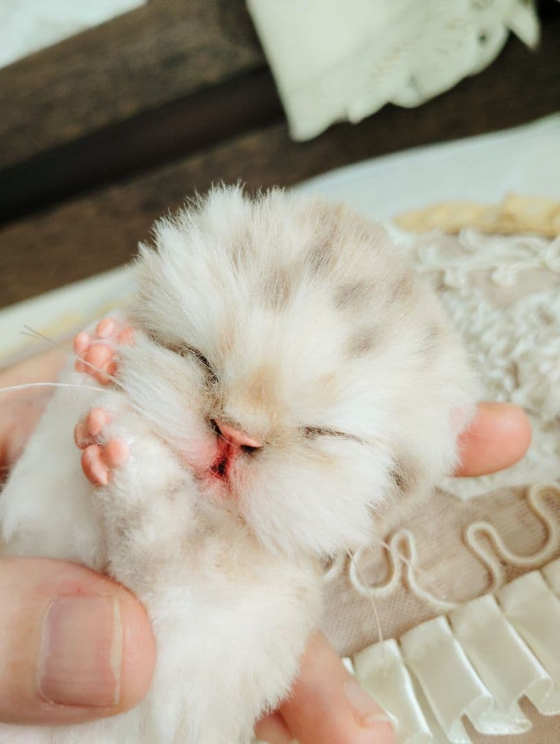 生後2日♡生まれたて♡スナネコベビー♡♡アートドール♡ぬいぐるみ♡