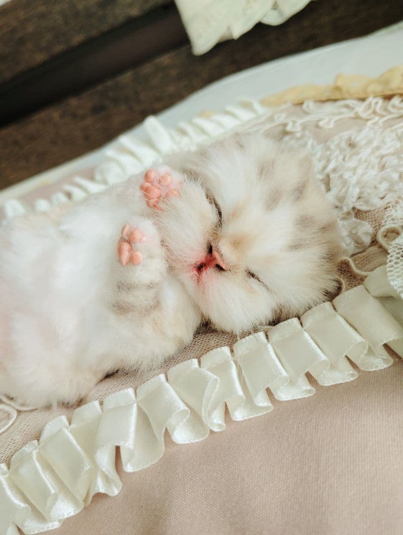 生後2日♡生まれたて♡スナネコベビー♡♡アートドール♡ぬいぐるみ♡