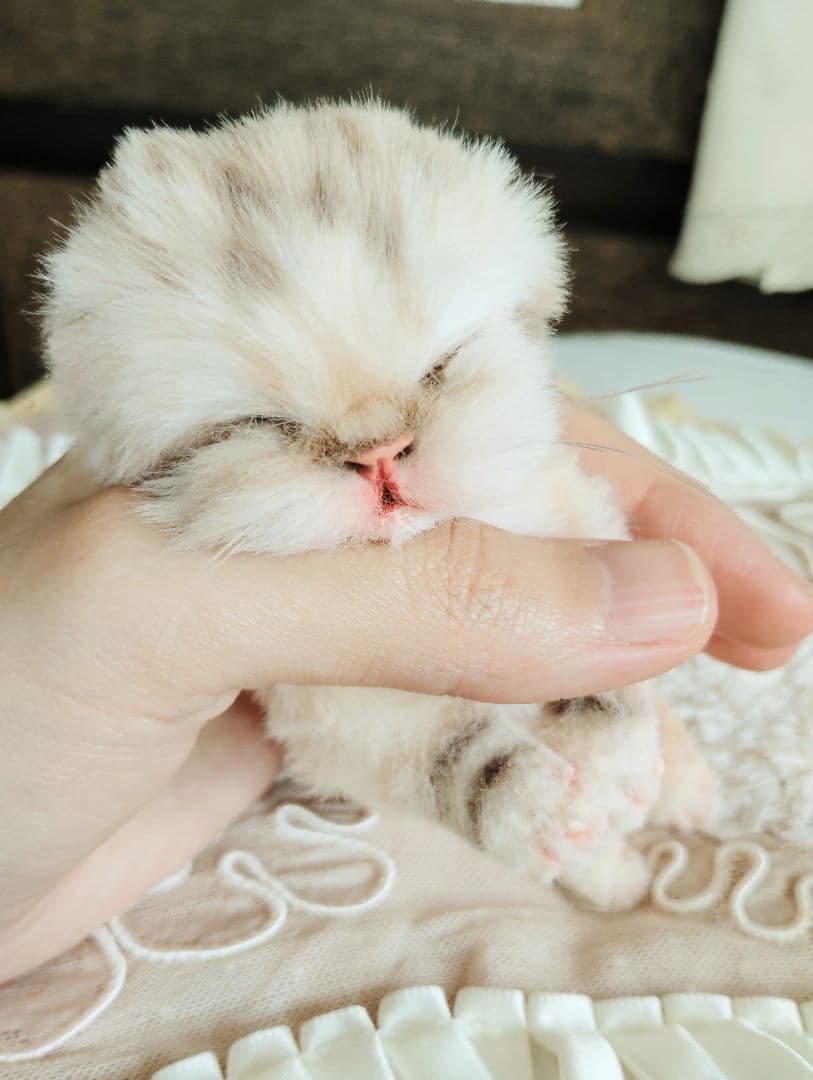 生後2日♡生まれたて♡スナネコベビー♡♡アートドール♡ぬいぐるみ♡