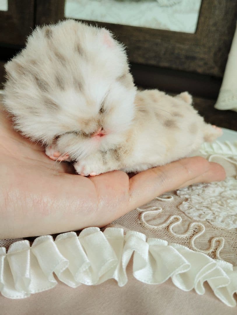 生後2日♡生まれたて♡スナネコベビー♡♡アートドール♡ぬいぐるみ♡