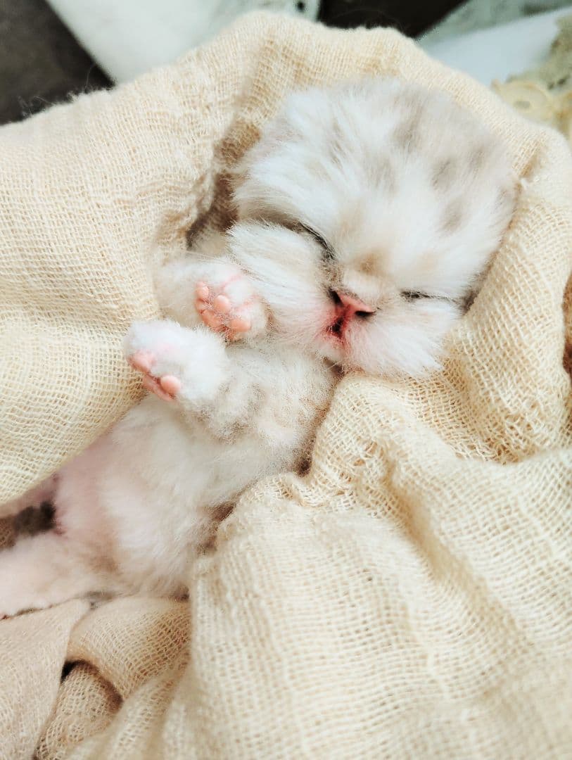 生後2日♡生まれたて♡スナネコベビー♡♡アートドール♡ぬいぐるみ♡