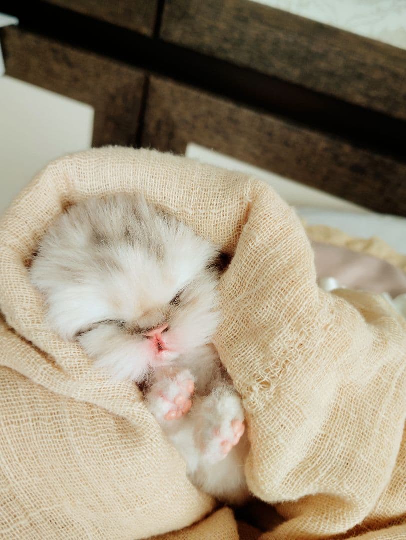 生後2日♡生まれたて♡スナネコベビー♡♡アートドール♡ぬいぐるみ♡