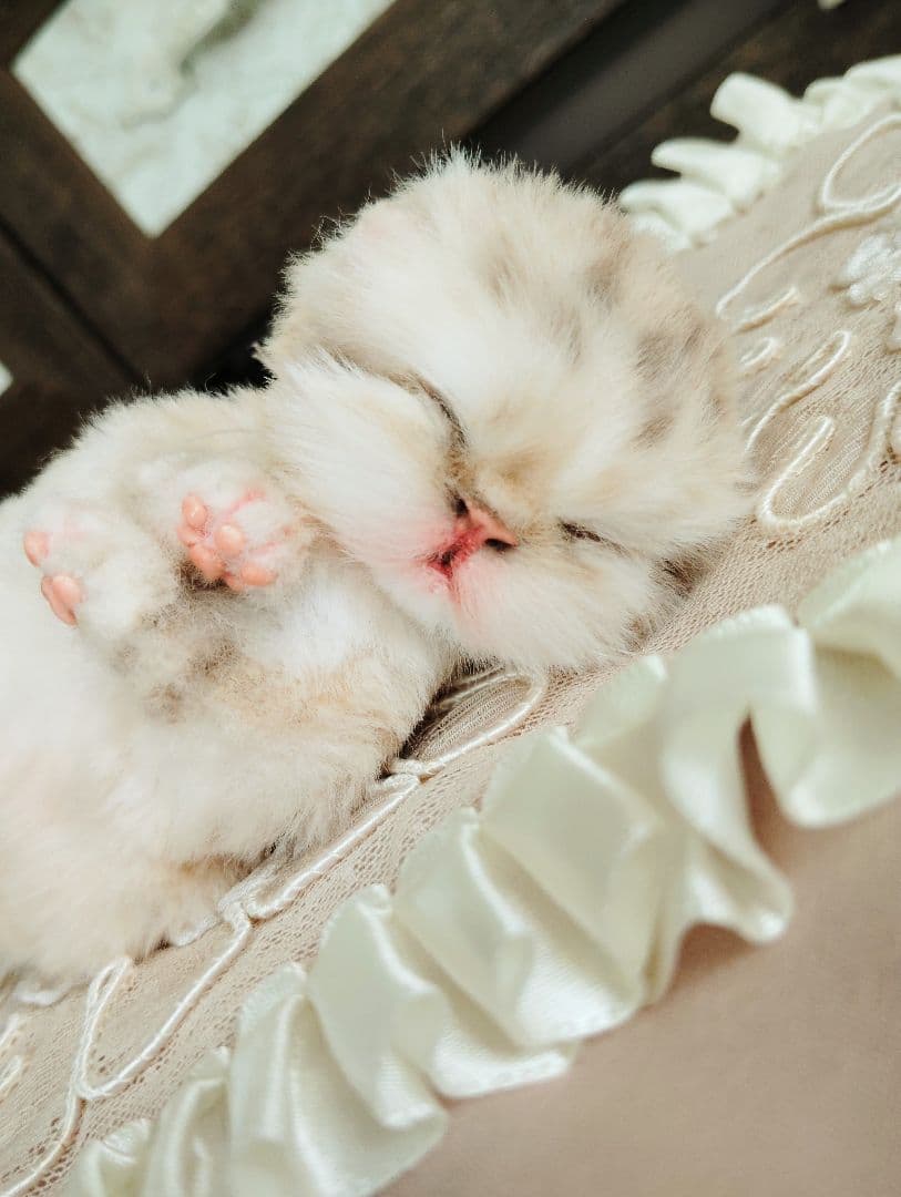 生後2日♡生まれたて♡スナネコベビー♡♡アートドール♡ぬいぐるみ♡