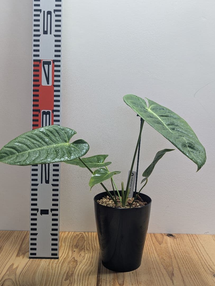 アンスリウム・ベイチー 黒鉢4号（Anthurium veitchii)