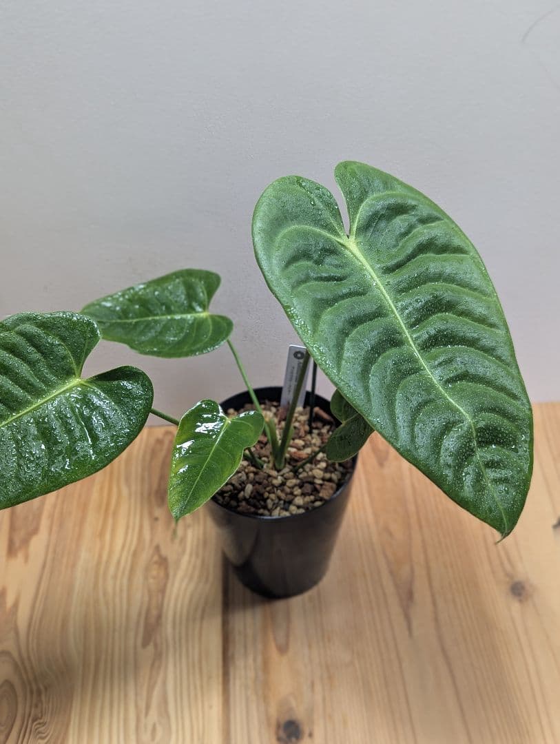 アンスリウム・ベイチー 黒鉢4号（Anthurium veitchii)