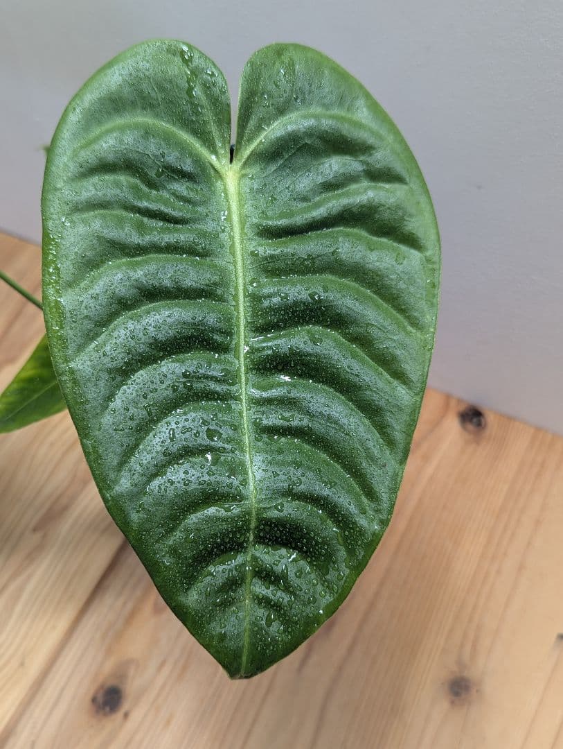 アンスリウム・ベイチー 黒鉢4号（Anthurium veitchii)
