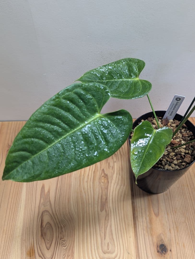 アンスリウム・ベイチー 黒鉢4号（Anthurium veitchii)