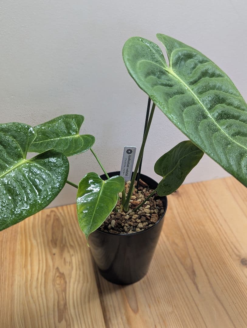 アンスリウム・ベイチー 黒鉢4号（Anthurium veitchii)