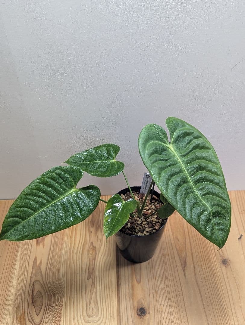 アンスリウム・ベイチー 黒鉢4号（Anthurium veitchii)