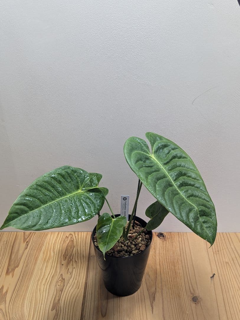 アンスリウム・ベイチー 黒鉢4号（Anthurium veitchii)