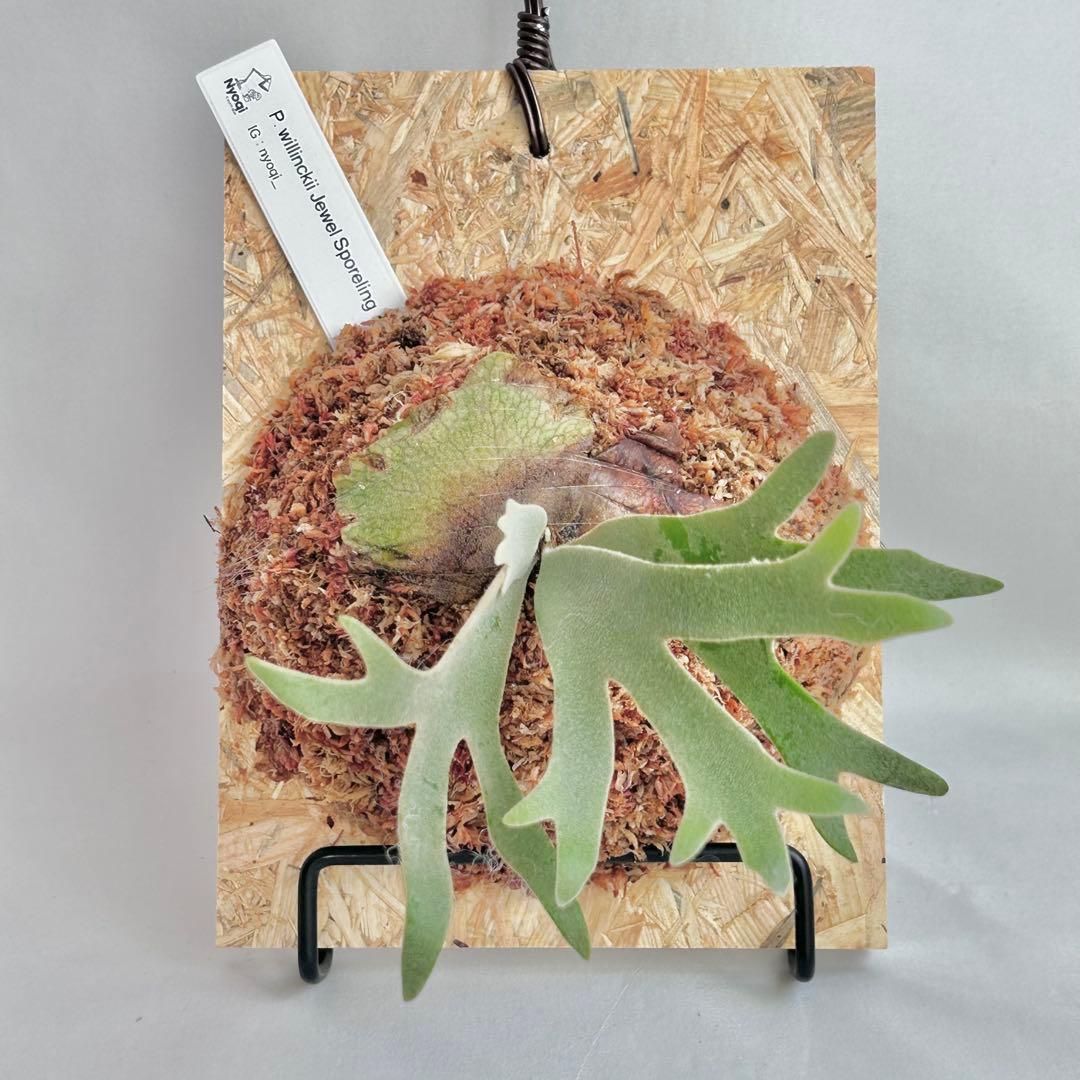 P. willinckii Jewel Sporeling【V06】