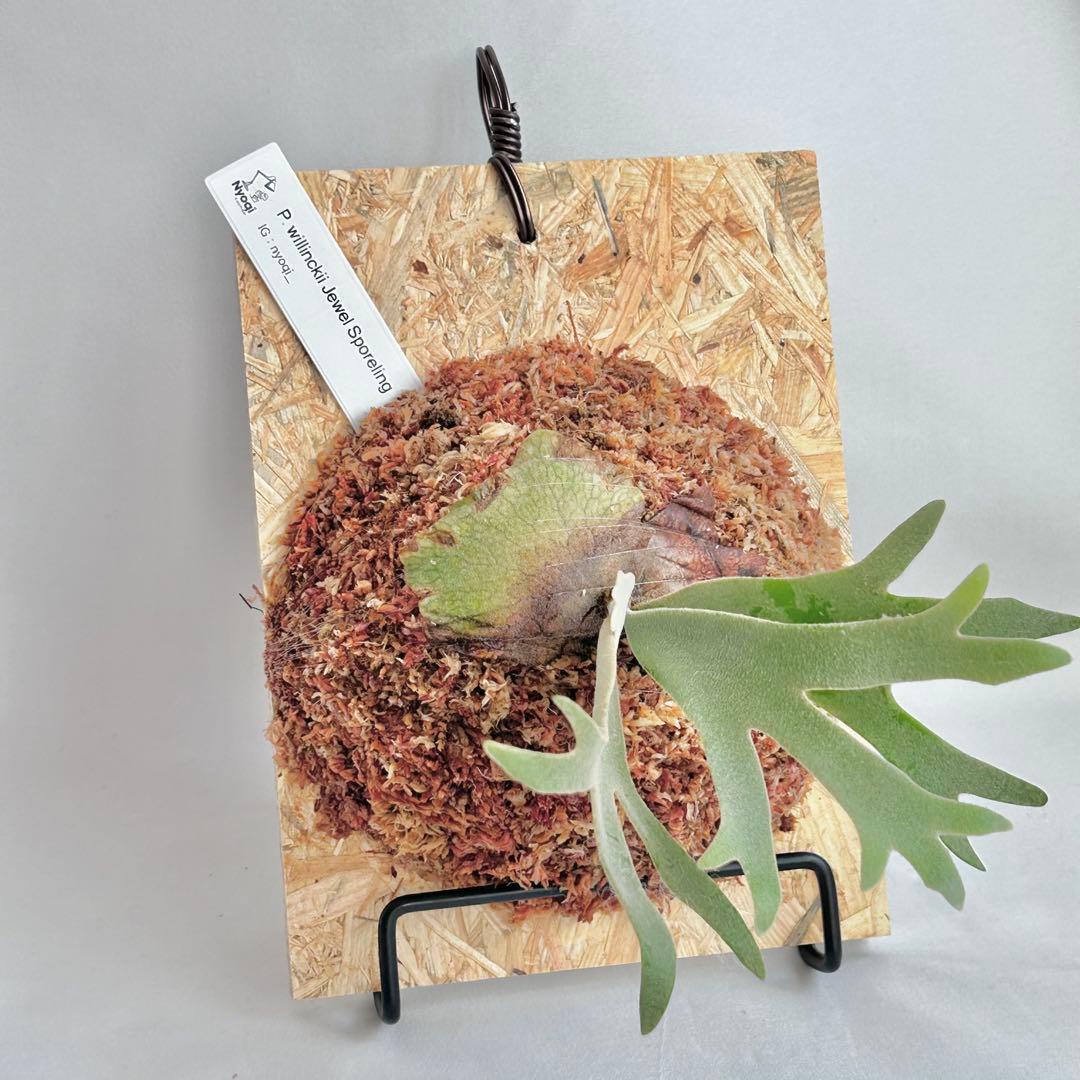 P. willinckii Jewel Sporeling【V06】