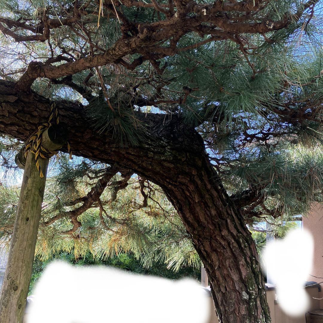 門かぶり　松の木