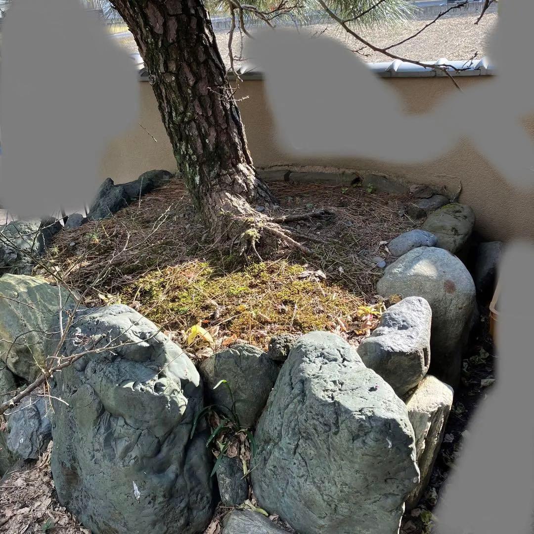 門かぶり　松の木