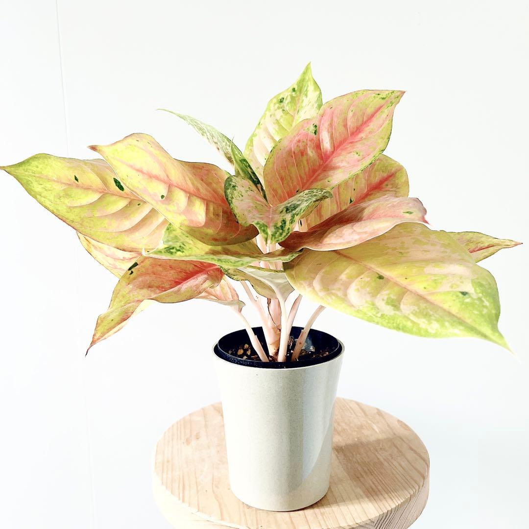 アグラオネマ プラカイペット レッド 4号鉢 観葉植物｜calm cafe
