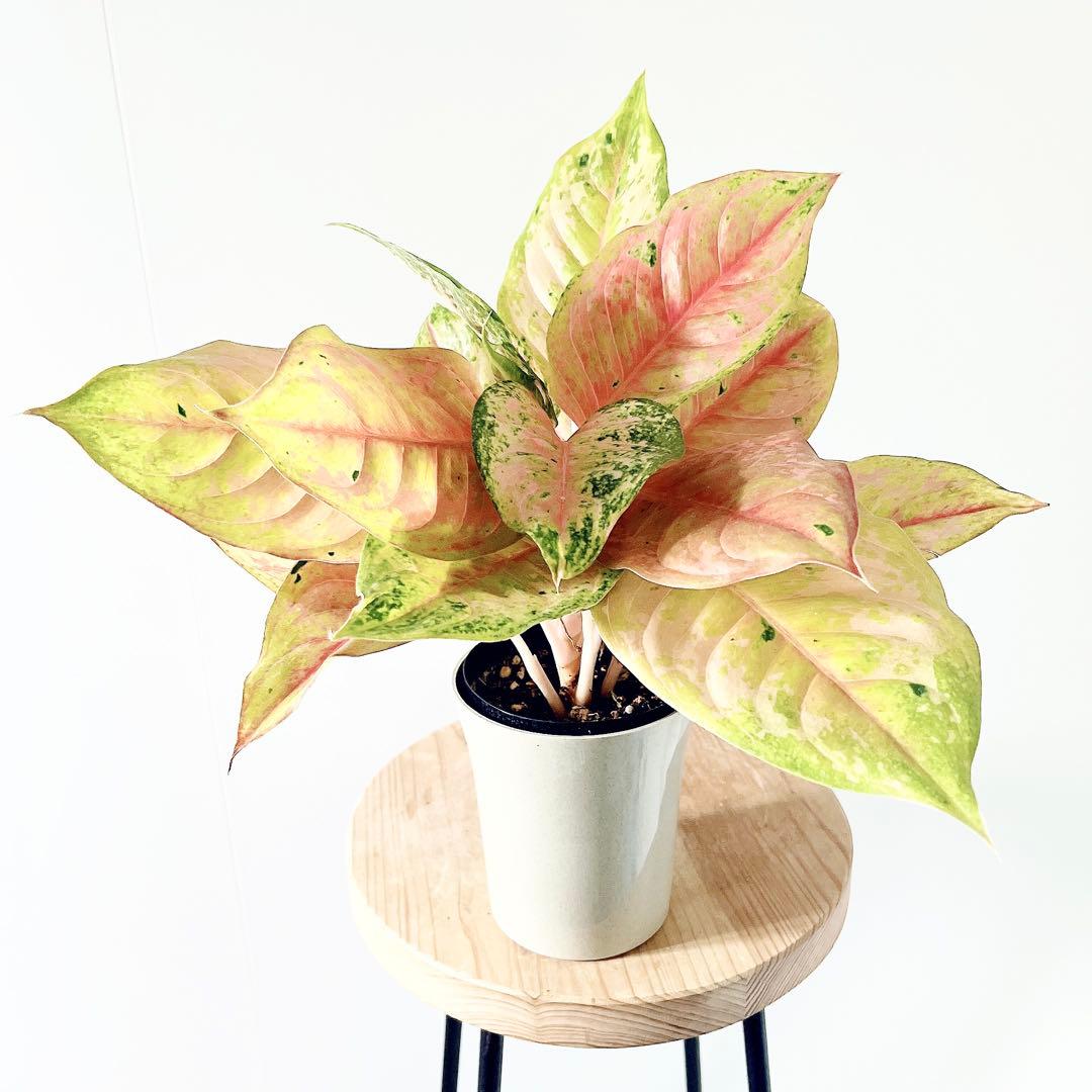 アグラオネマ プラカイペット レッド 4号鉢 観葉植物｜calm cafe