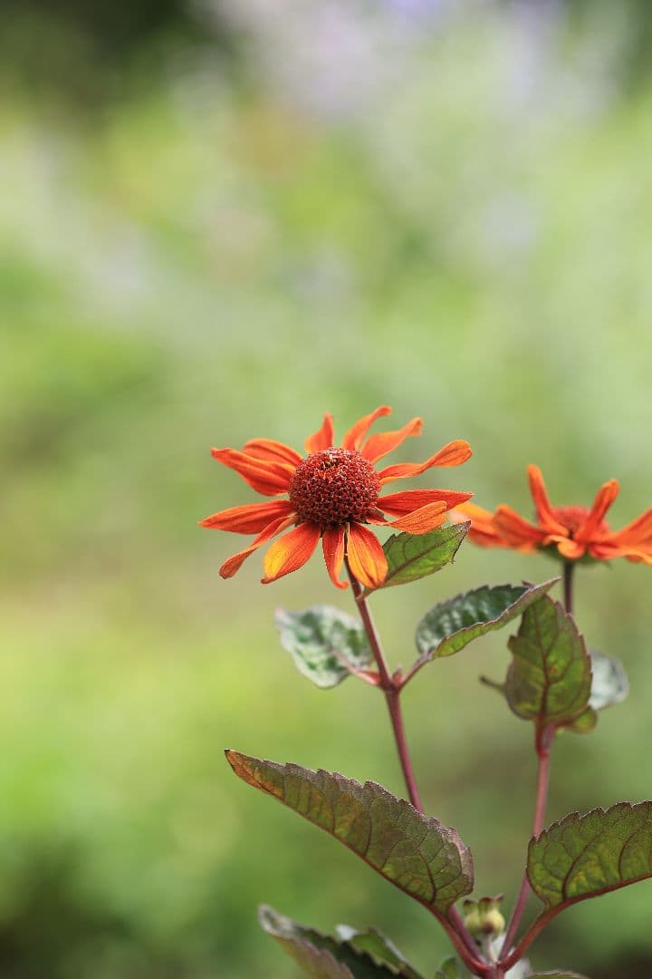 《銘玉》TAMRON SP 90mm F2.5 52BB 【光学美品】