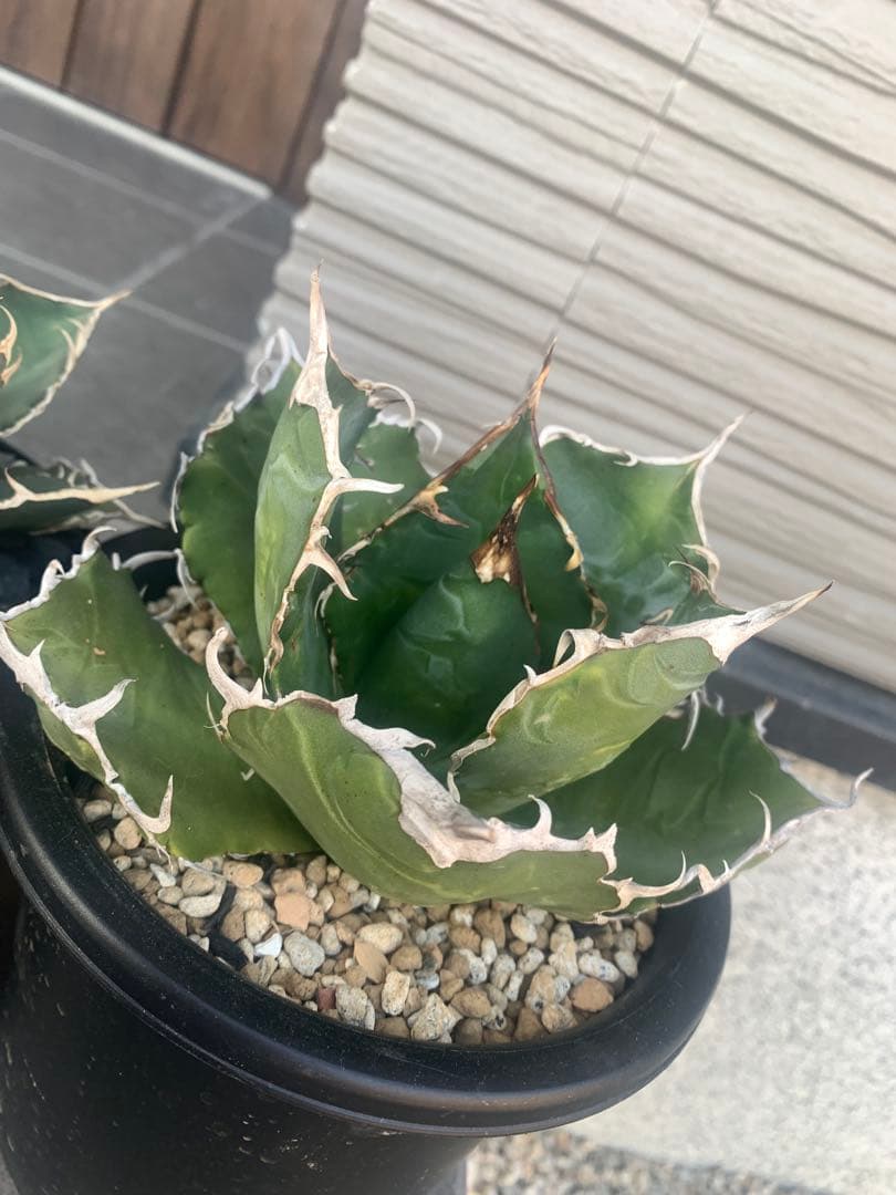 新春セール　3株セット　アガベ　親株　 大株　Agave チタノタ