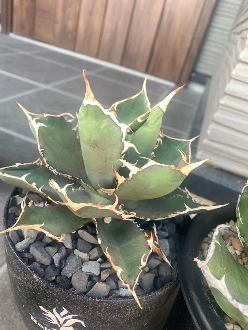 新春セール　3株セット　アガベ　親株　 大株　Agave チタノタ