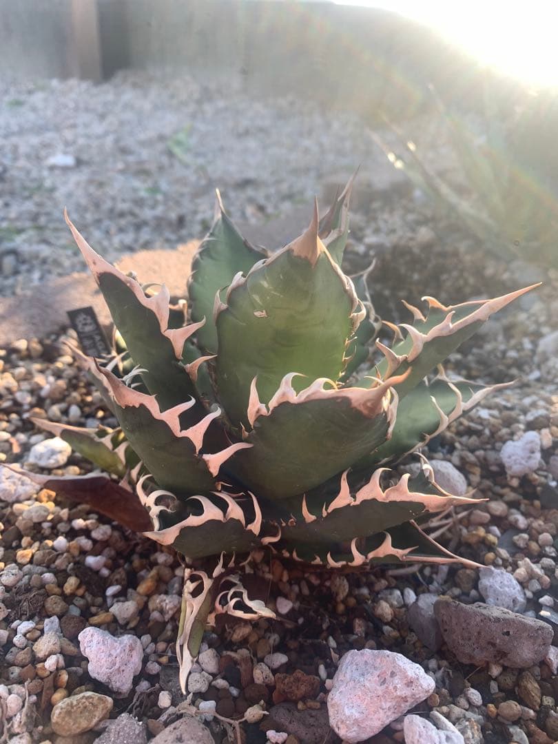 新春セール　3株セット　アガベ　親株　 大株　Agave チタノタ