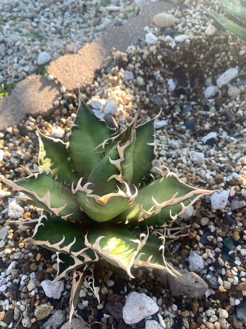 新春セール　3株セット　アガベ　親株　 大株　Agave チタノタ