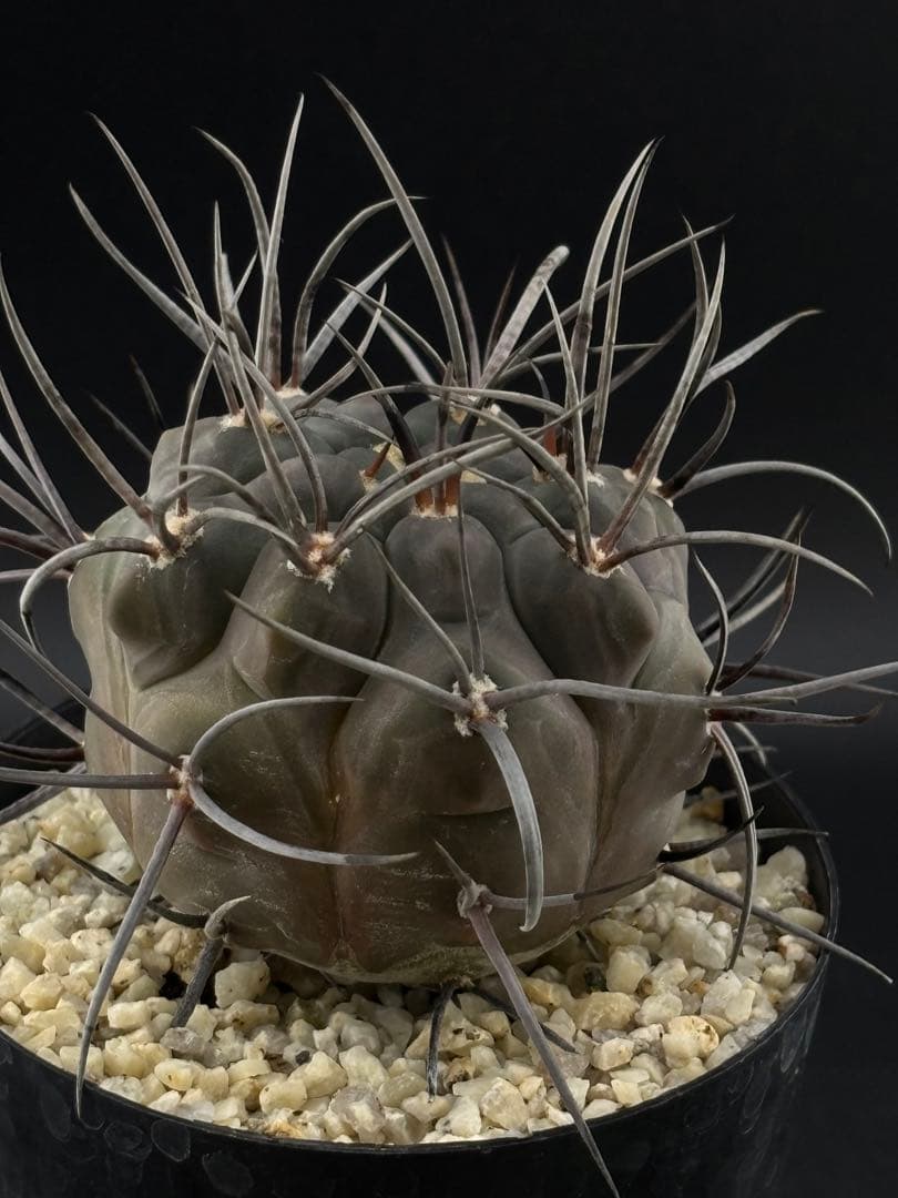 ギムノカリキウム 守金魔天竜 実生