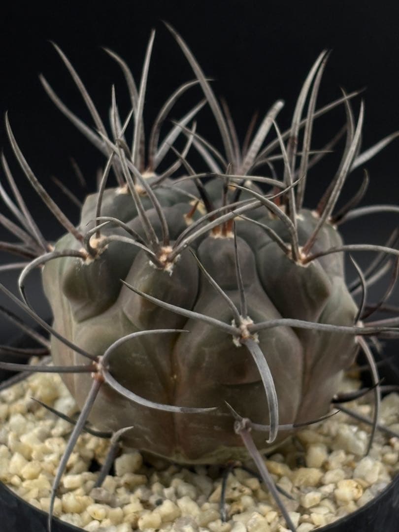 ギムノカリキウム 守金魔天竜 実生