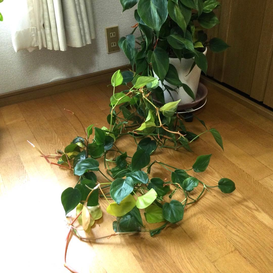 オキシカルジウム　ブラジル　ヘゴ仕立て　画像のままを発送