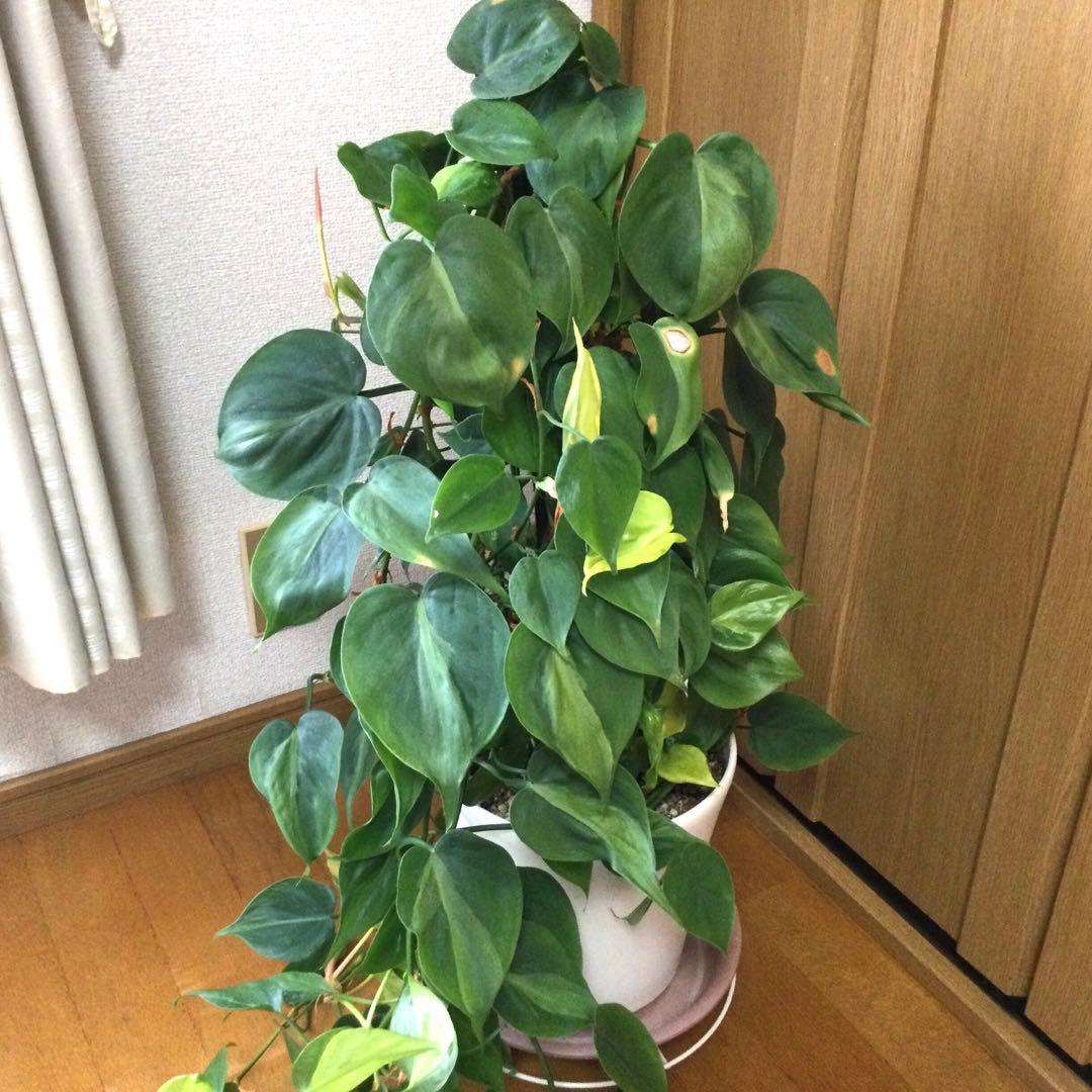 オキシカルジウム　ブラジル　ヘゴ仕立て　画像のままを発送