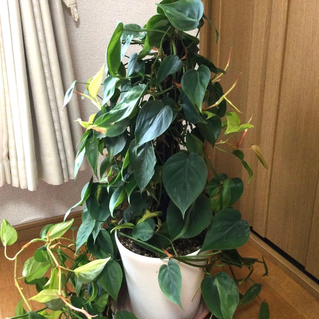 オキシカルジウム　ブラジル　ヘゴ仕立て　画像のままを発送