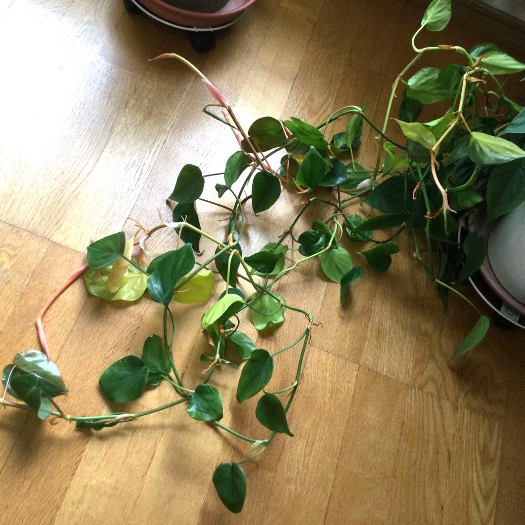 オキシカルジウム　ブラジル　ヘゴ仕立て　画像のままを発送