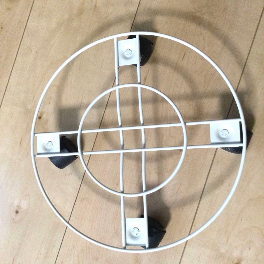 オキシカルジウム　ブラジル　ヘゴ仕立て　画像のままを発送